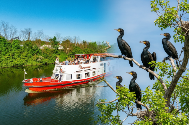 Majówka 2026: Rejs do Kolonii Kormoranów (godz. 13.00)